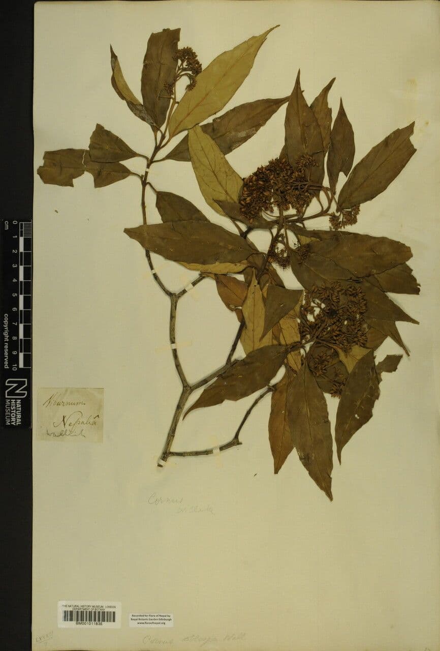 Cornus 7
