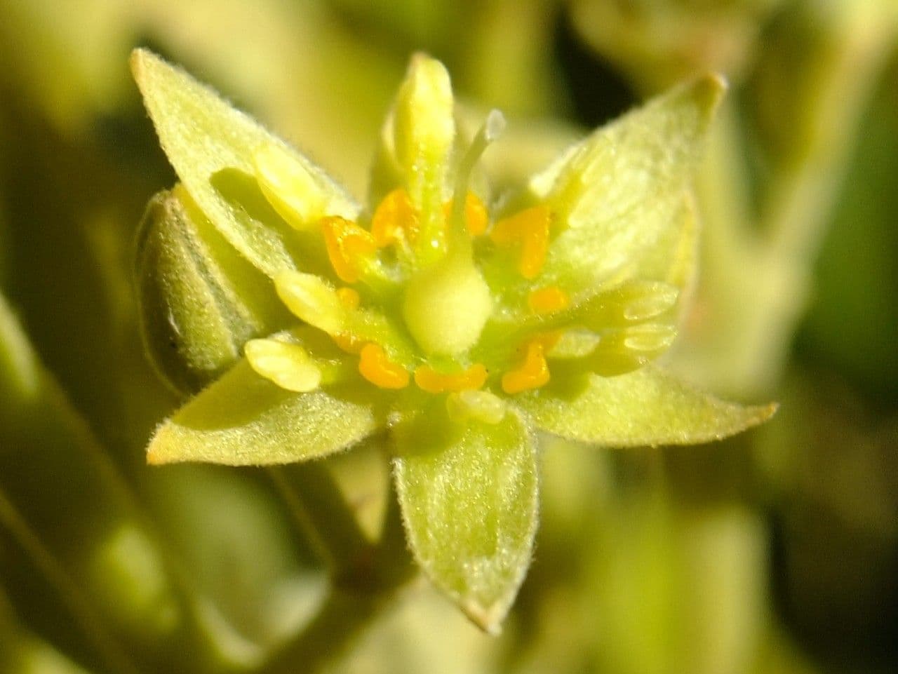 Avocado 10