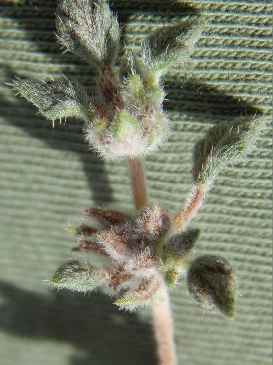 Tiquilia