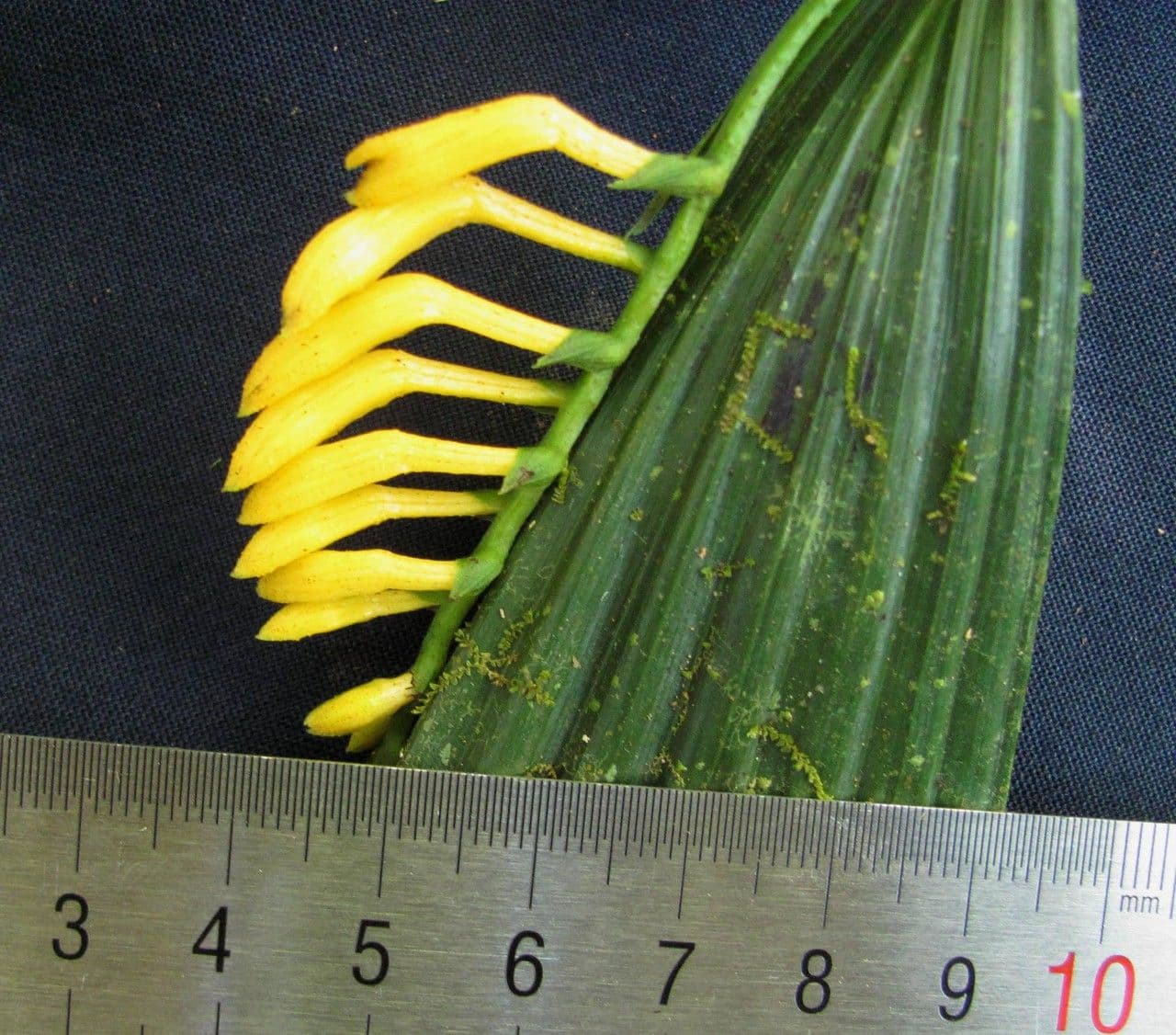 Corymborkis flava