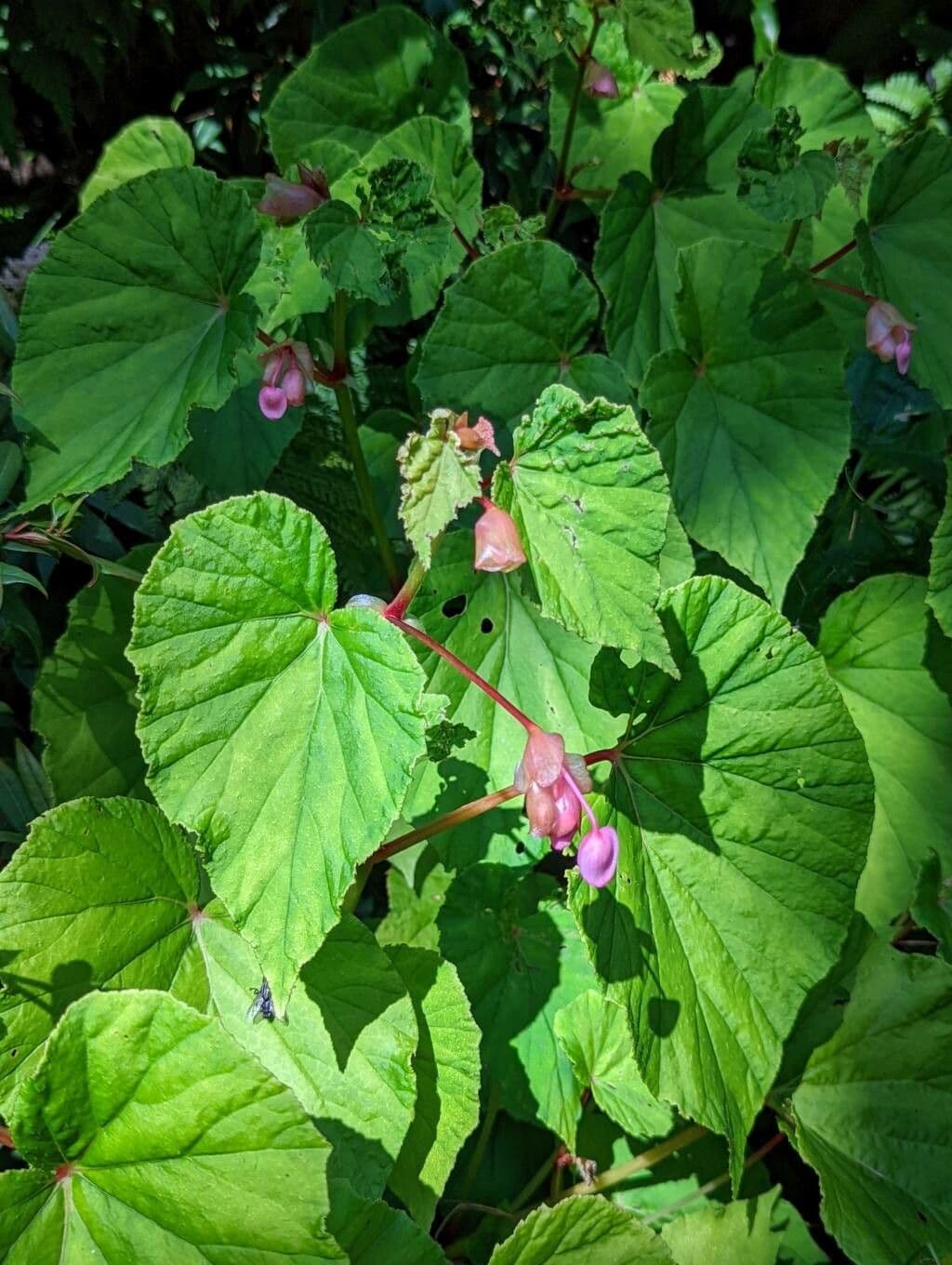 Begonia 16