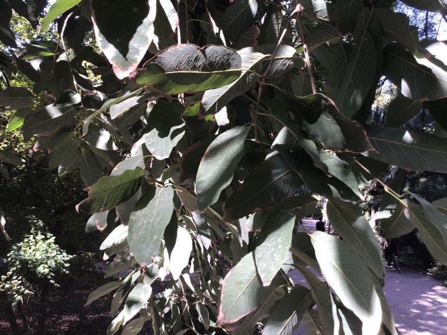 Quercia bianca polymorpha 10