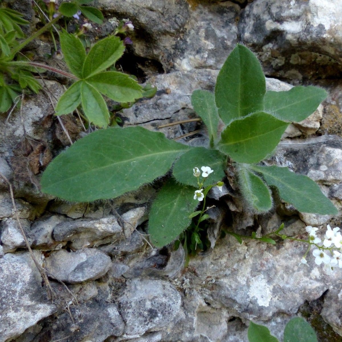 Hieracium 5