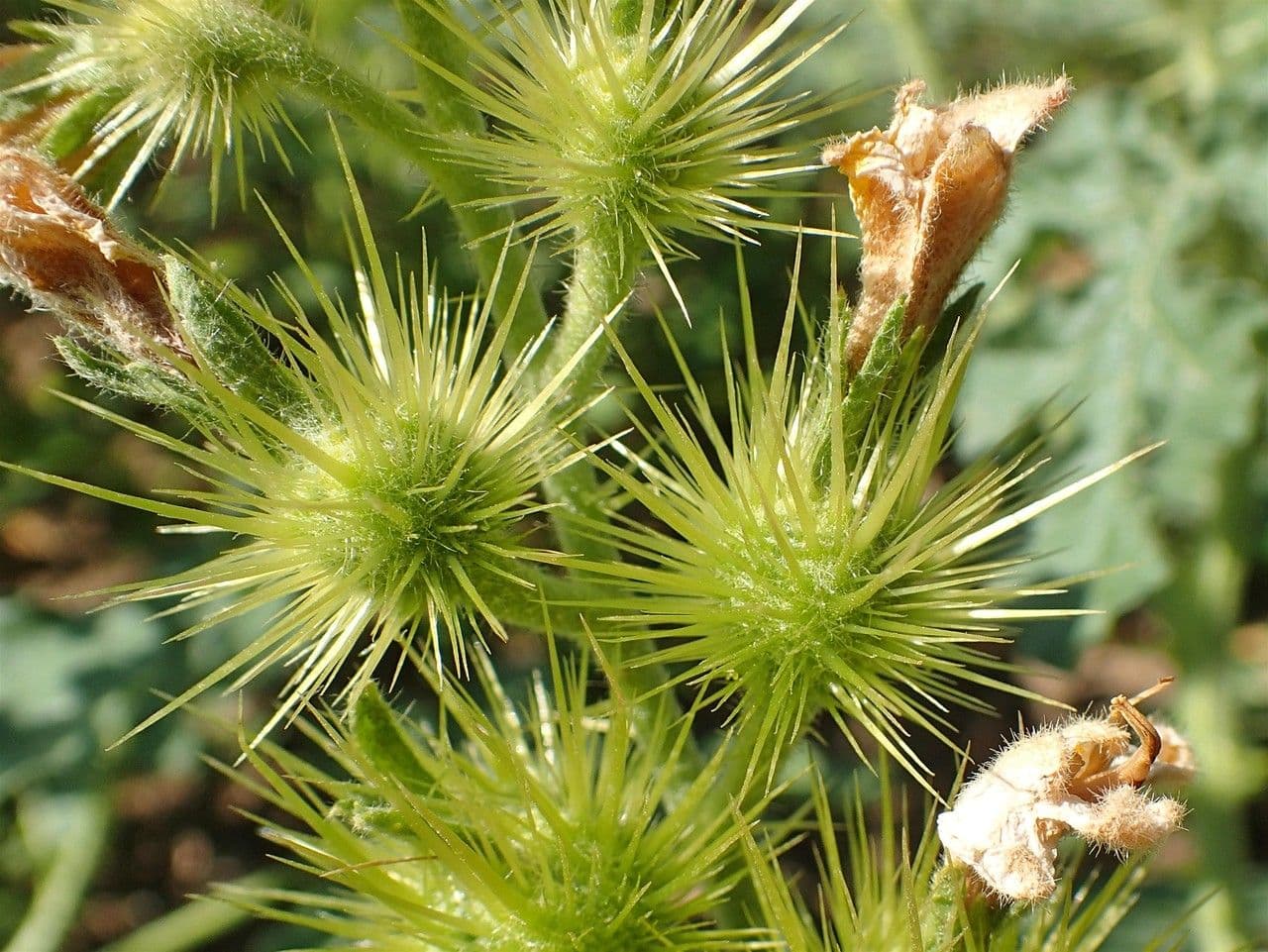 Solanum rostratum 2
