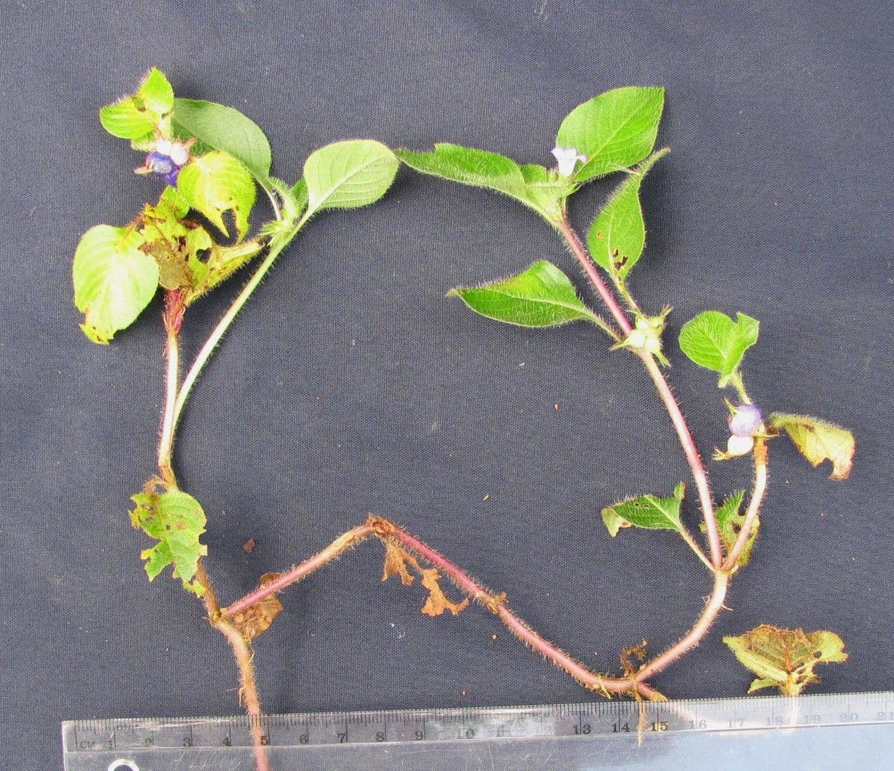 Coccocypselum 26