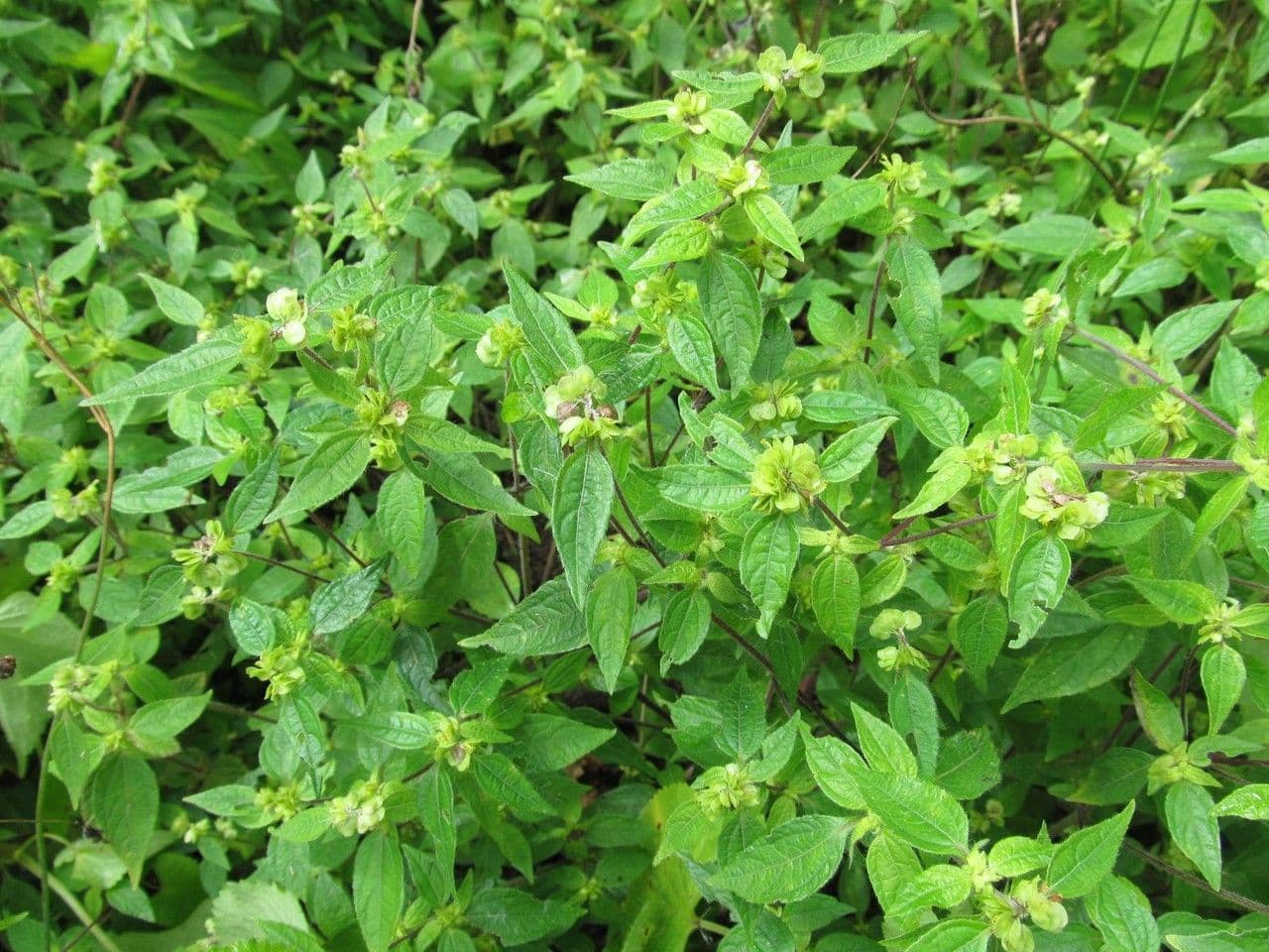 Delilia biflora 6