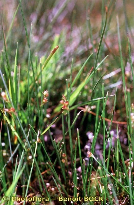 Giunco filiforme 27
