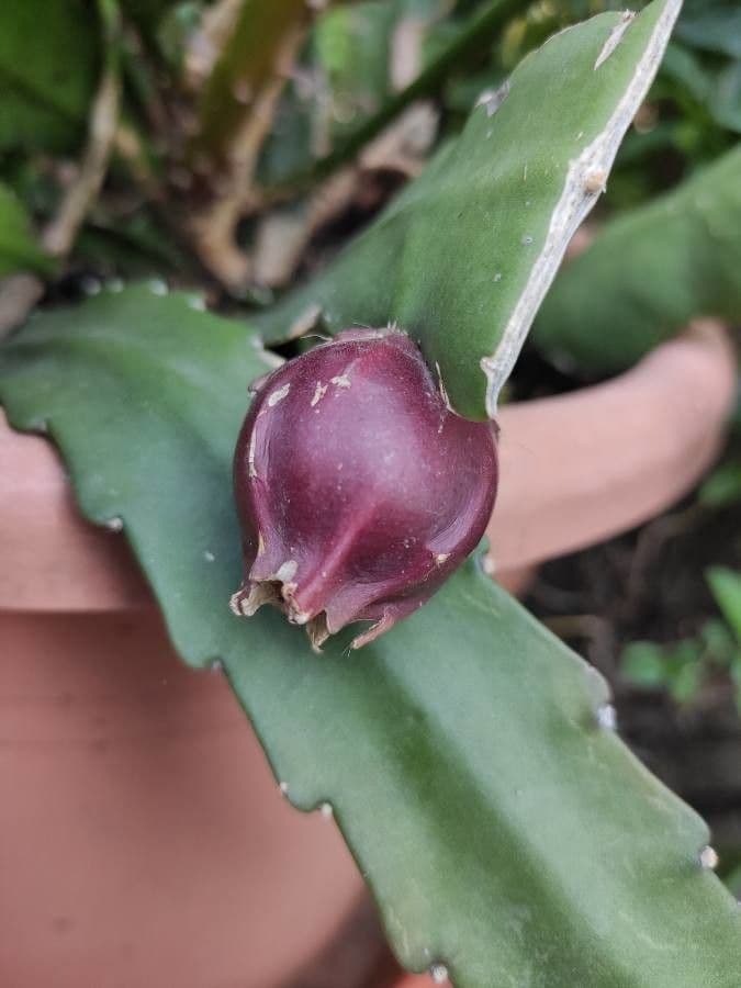 Disocactus 3