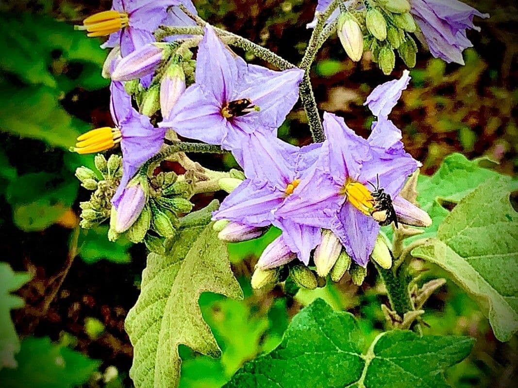 Solanum 6