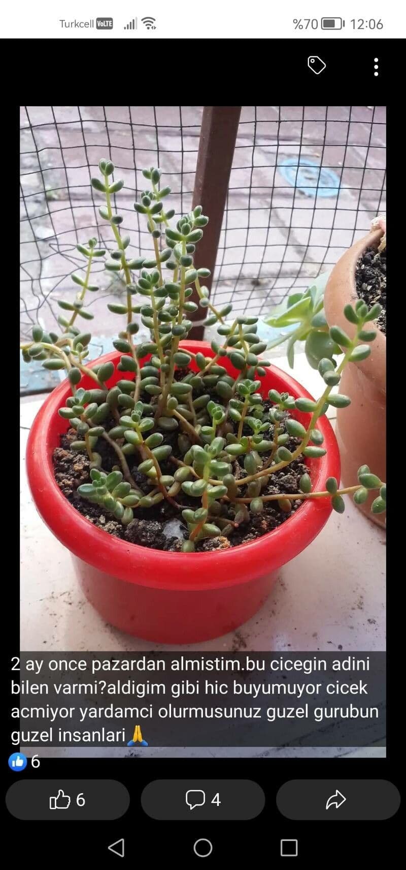 Sedum