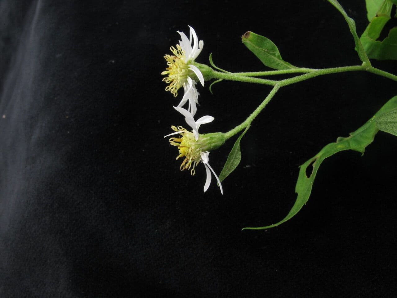 Aster ageratoides 7