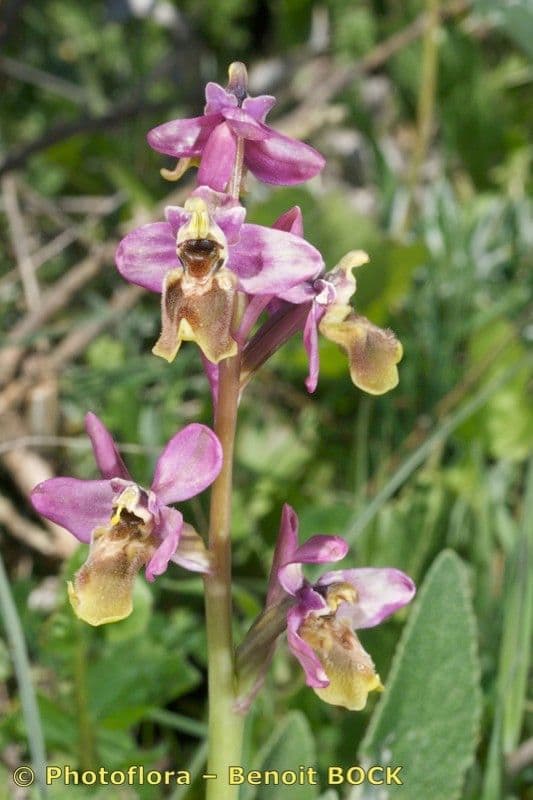 Ophrys tenthredinifera 22
