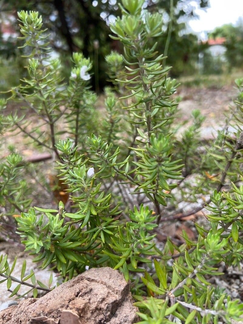 Westringia arbustiva 11