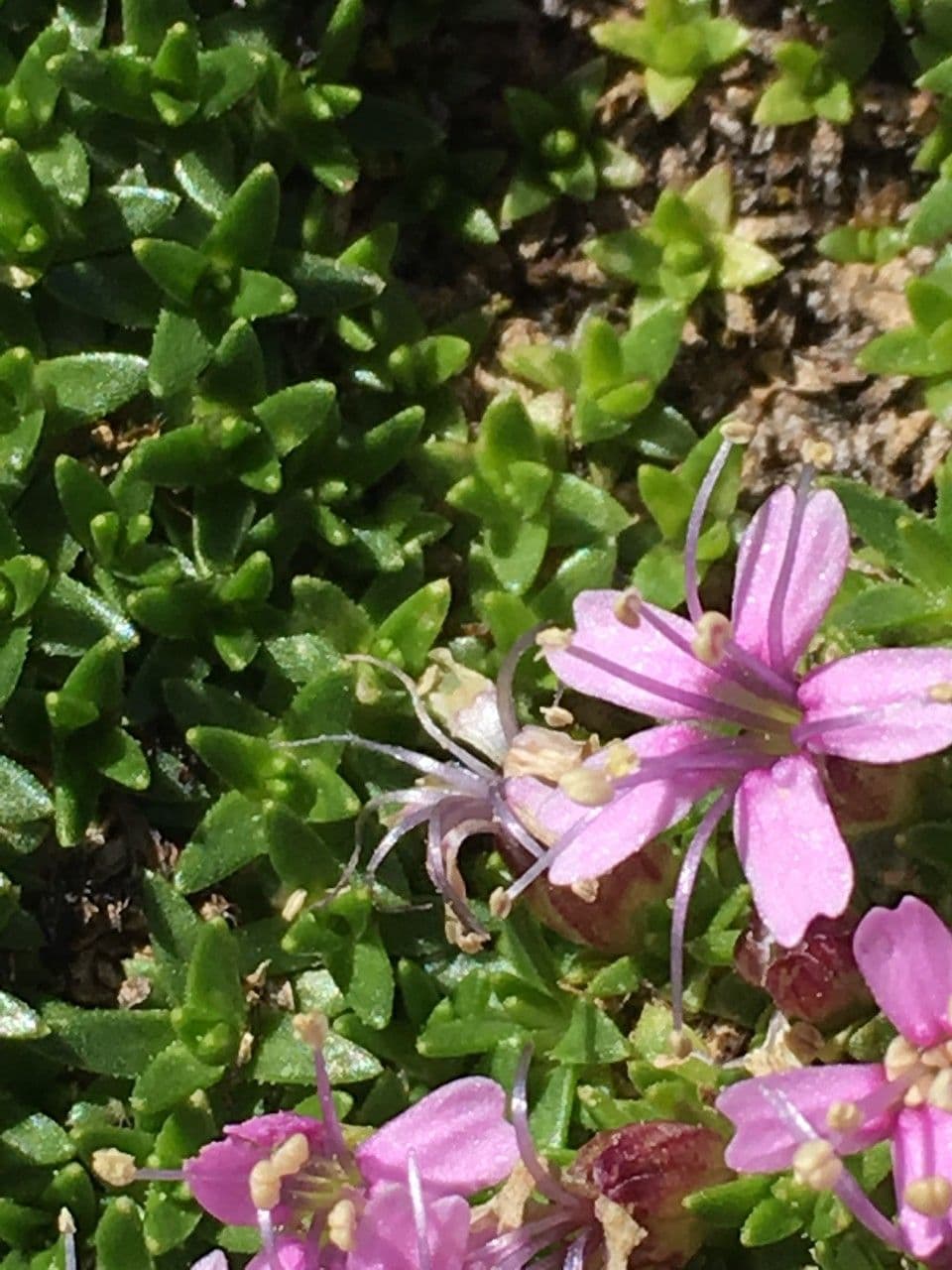 Silene a cuscinetto 24
