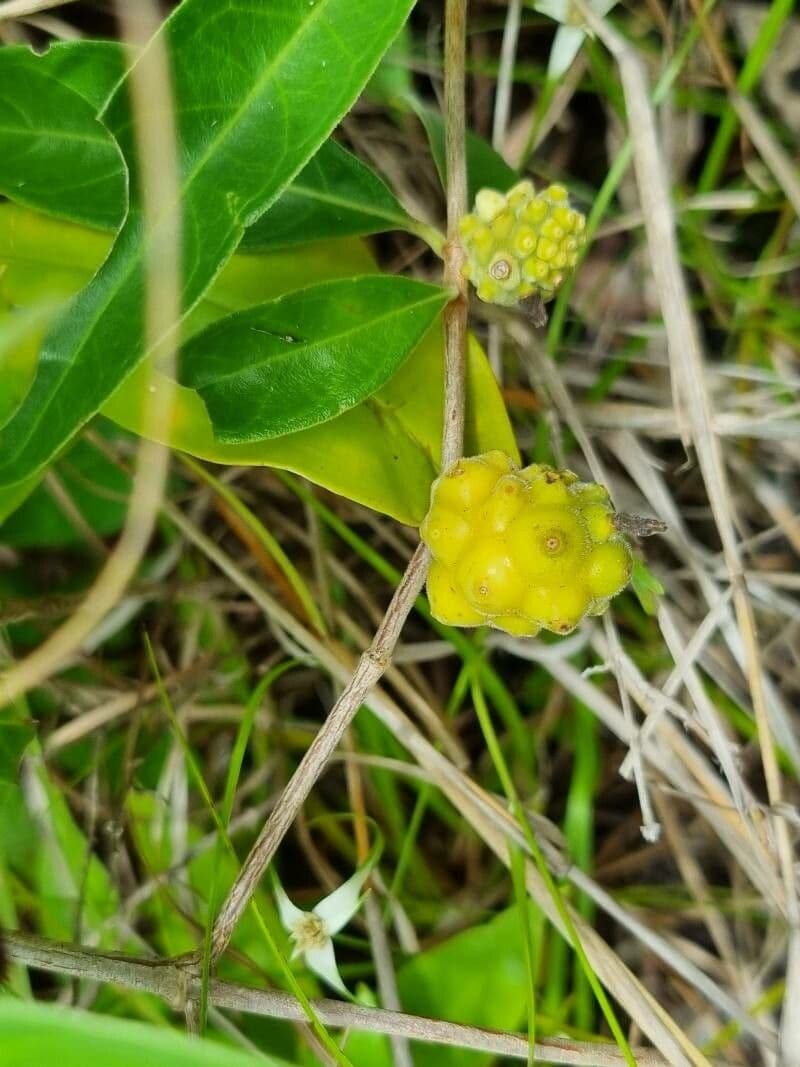 Morinda royoc 4
