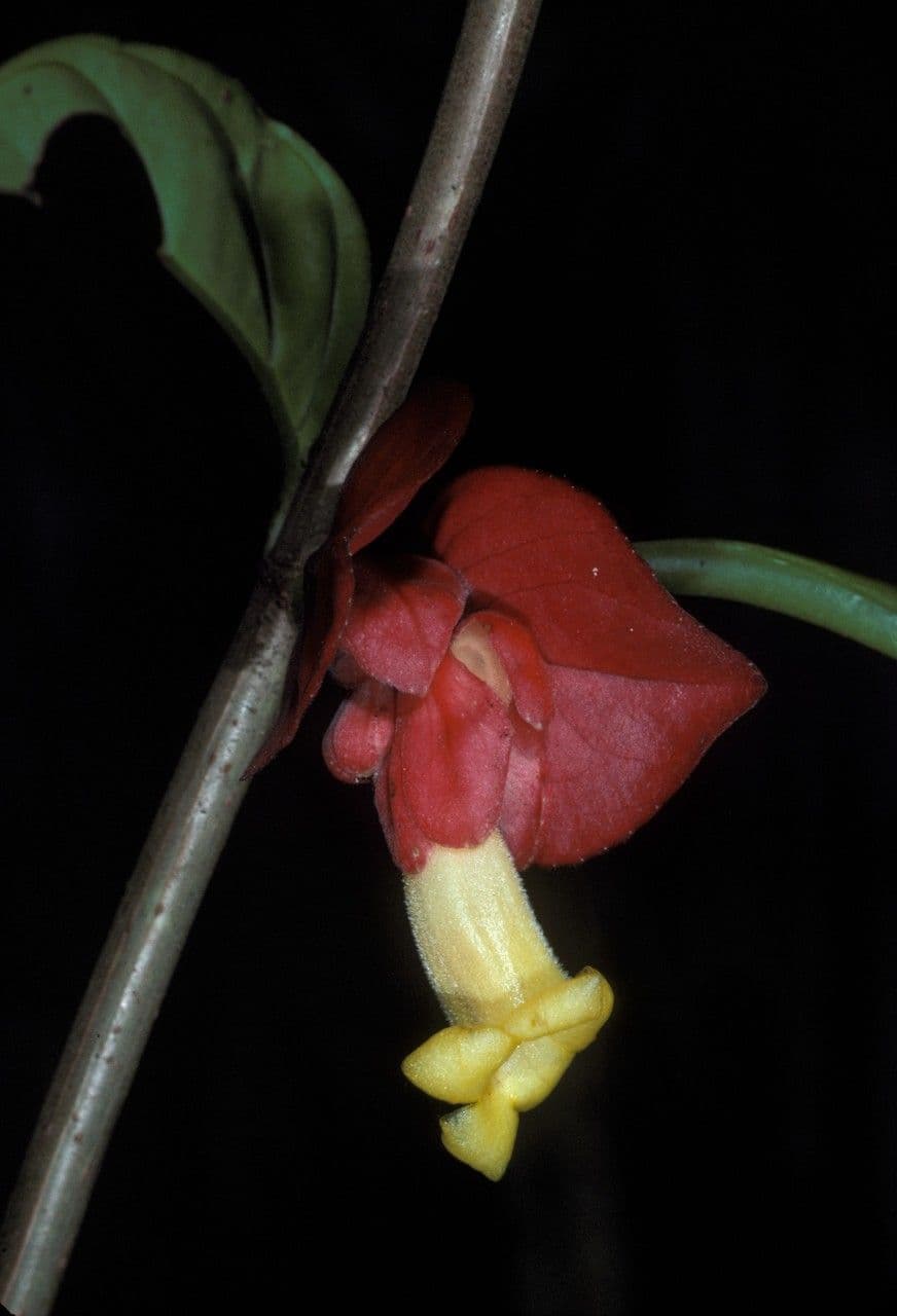 Drymonia coccinea