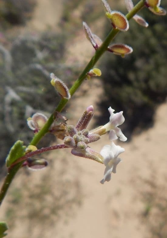 Dithyrea californica 10