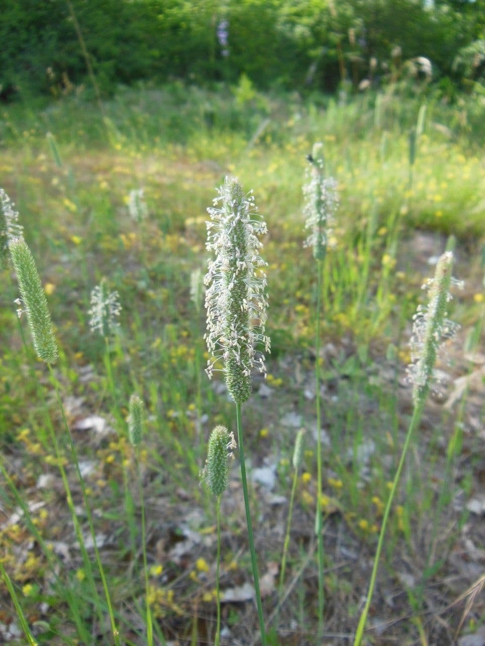 Codolina 13