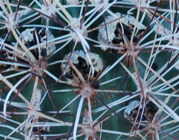 Cactus uncinato a fiore piccolo 4