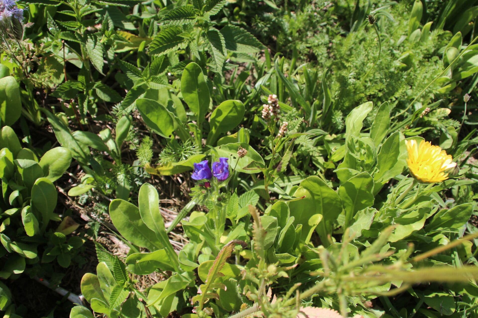 Echium rosulatum 8