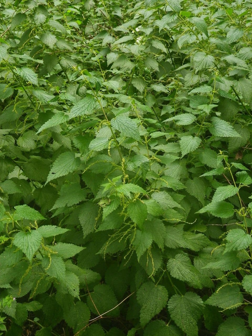 Ortica morifolia 12