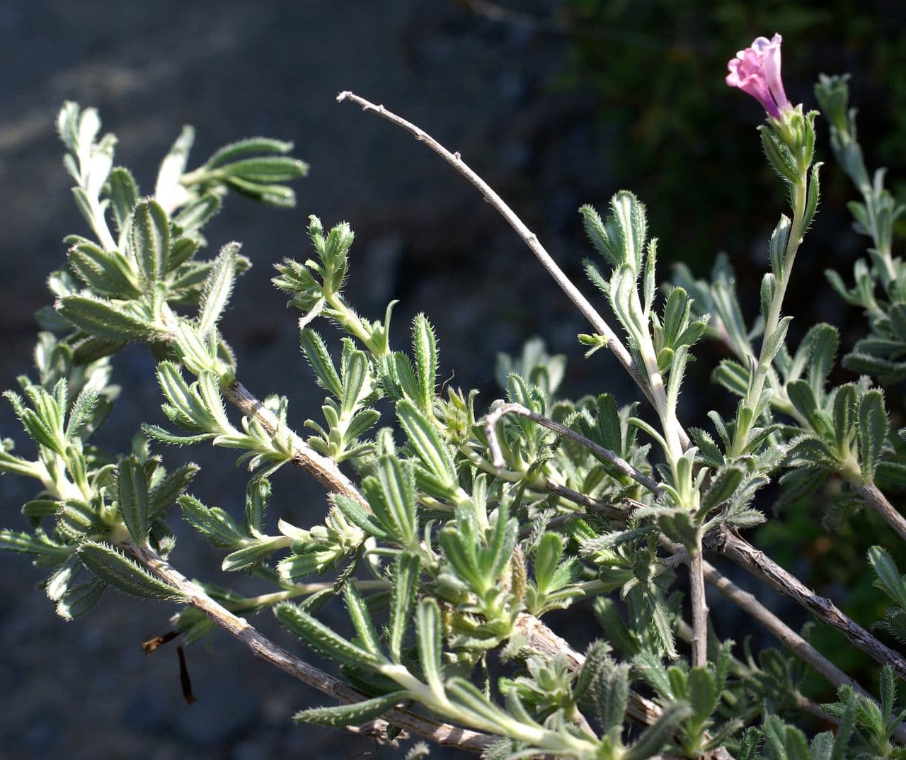 Lithodora 10