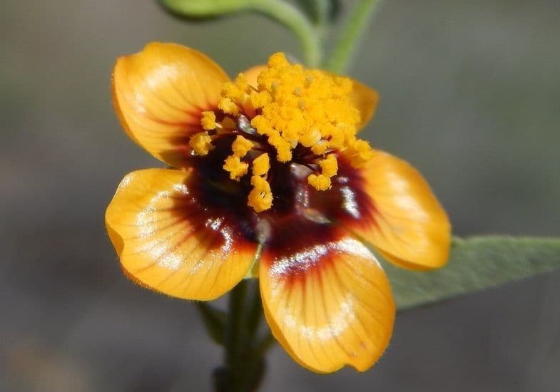 Abutilon incanum 6