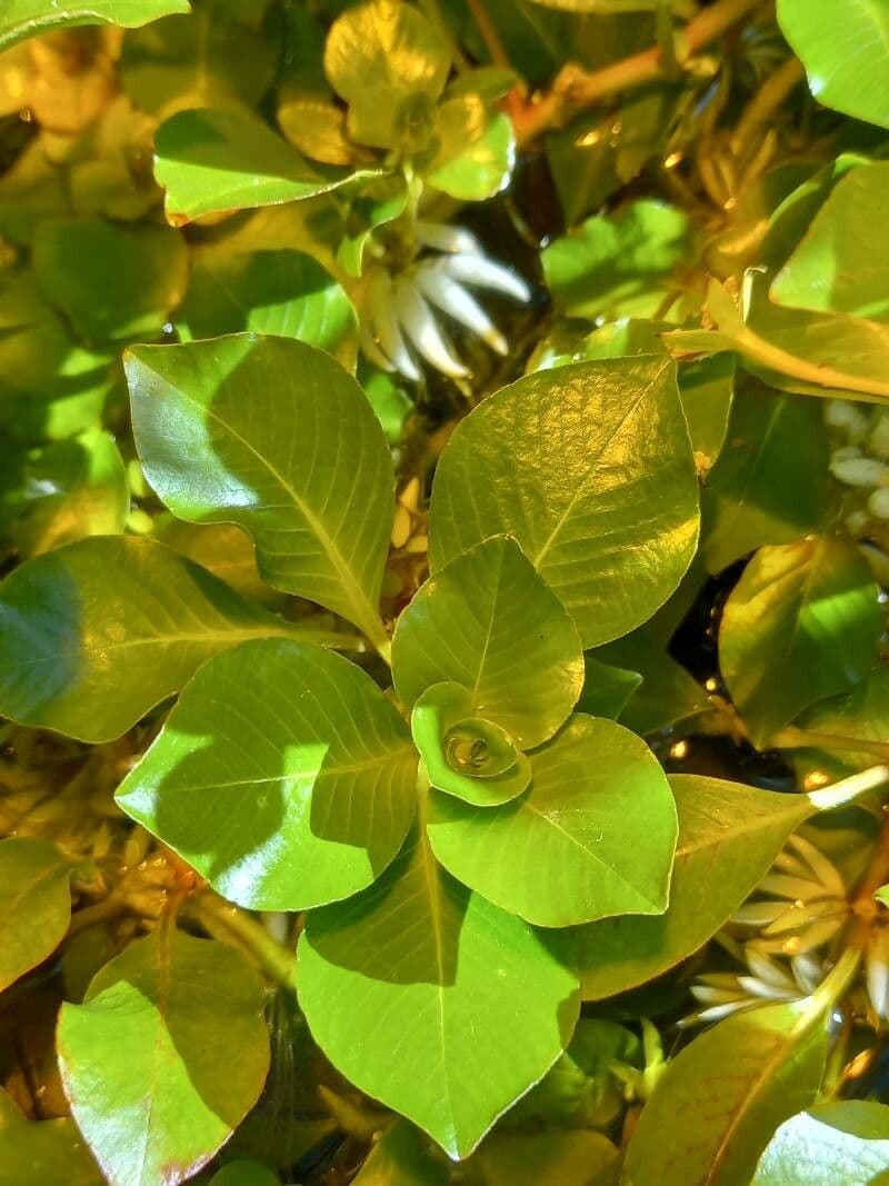 Ludwigia 3