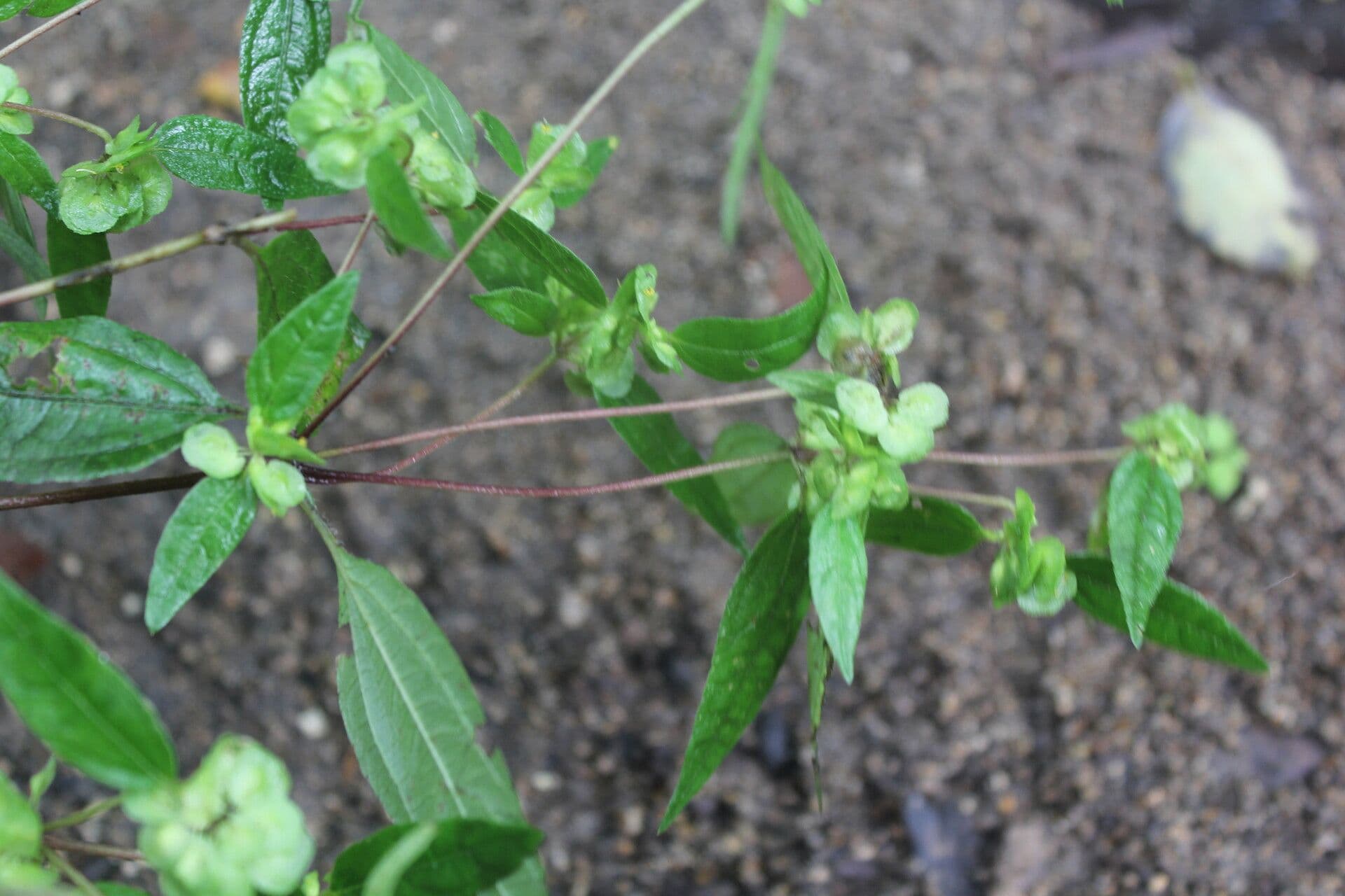 Delilia biflora 3