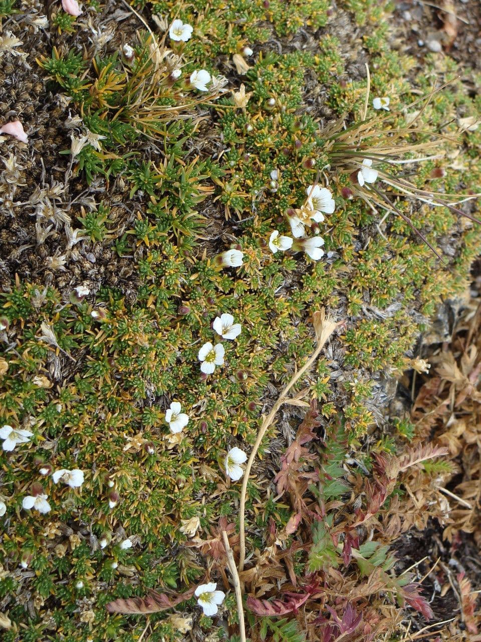 Cherleria obtusiloba 10