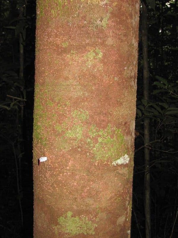 Tapirira 8