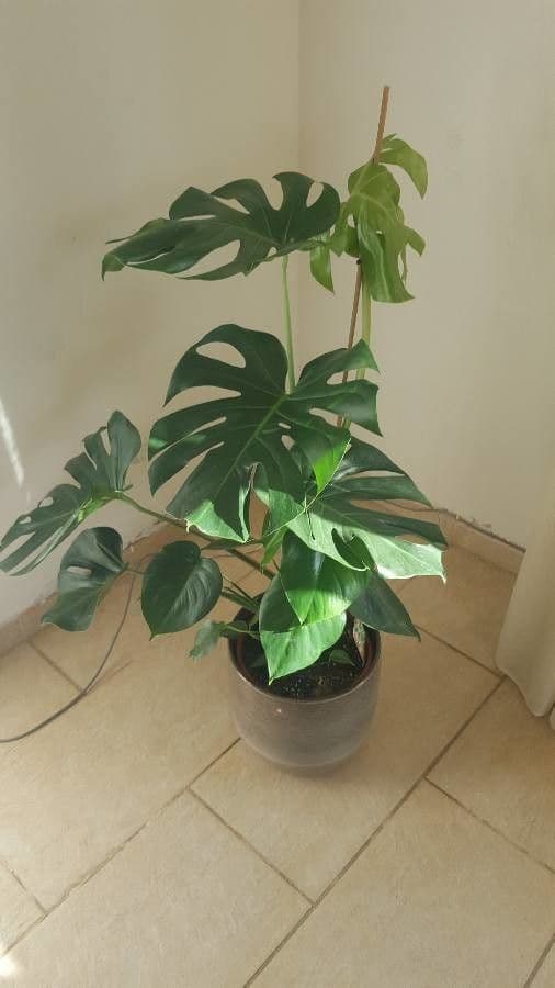Monstera lahodná 6