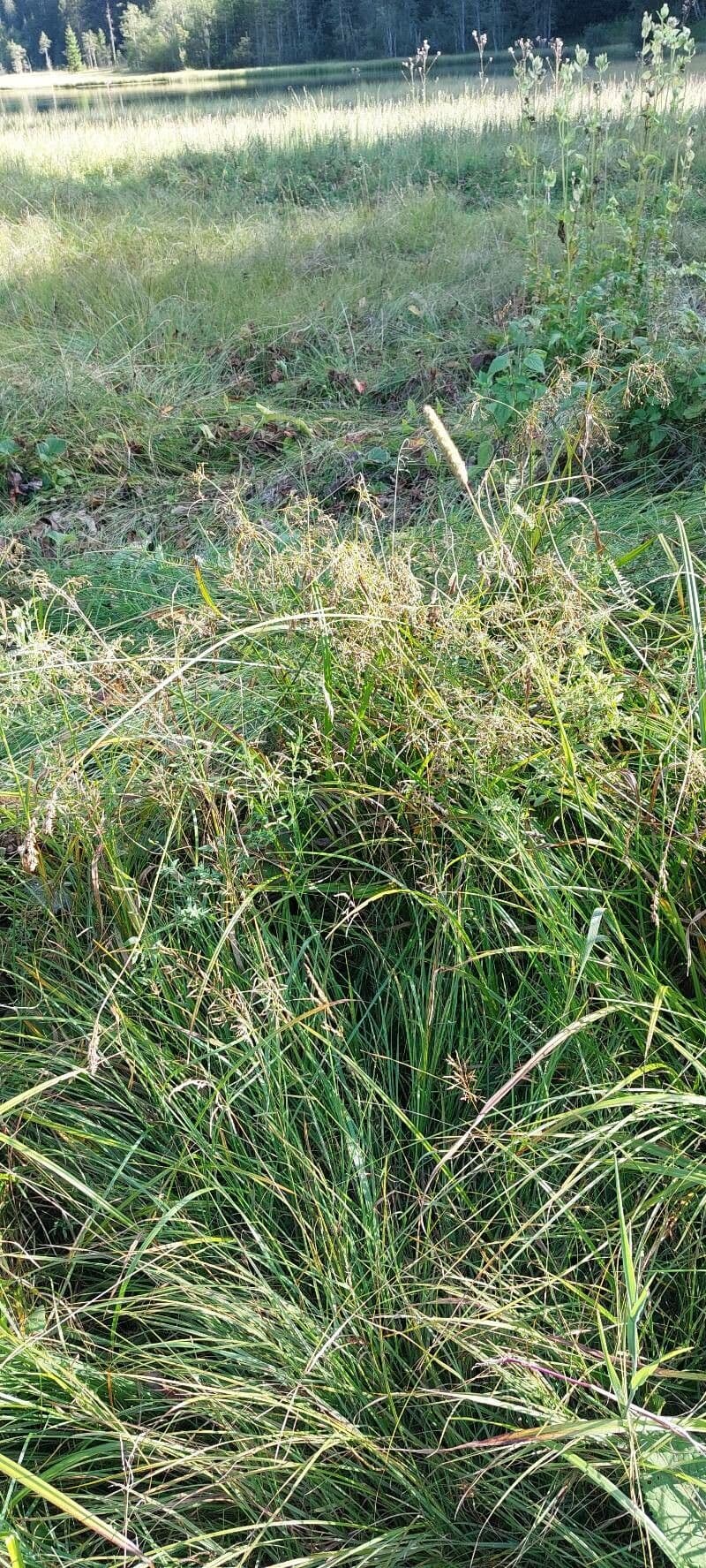 Junco radicans 3
