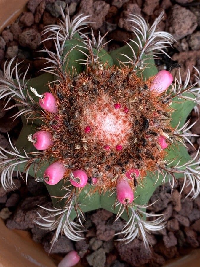 Melocactus