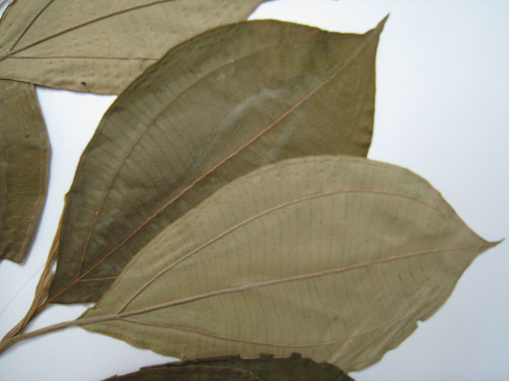 Henriettea ramiflora 3