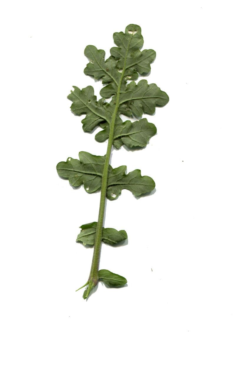 Erucastrum gallico 26