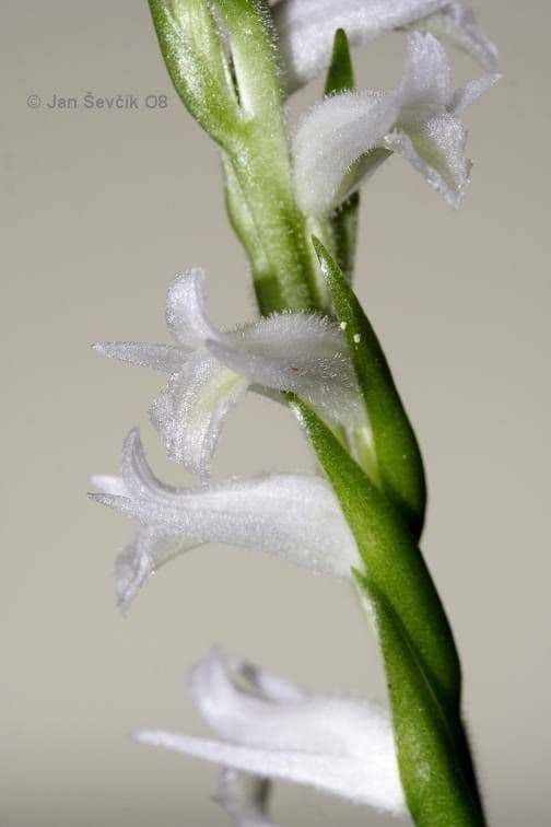 Spiranthes odorata