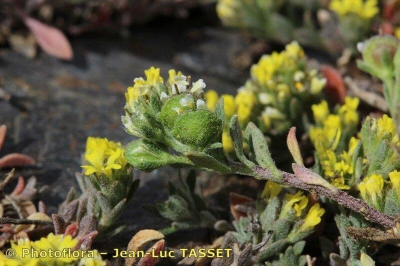 Alyssum minutum 4