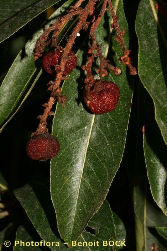 Albero di fragole 26