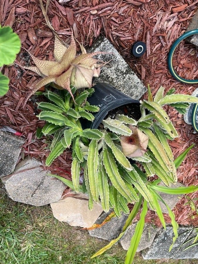 Stapelia 12