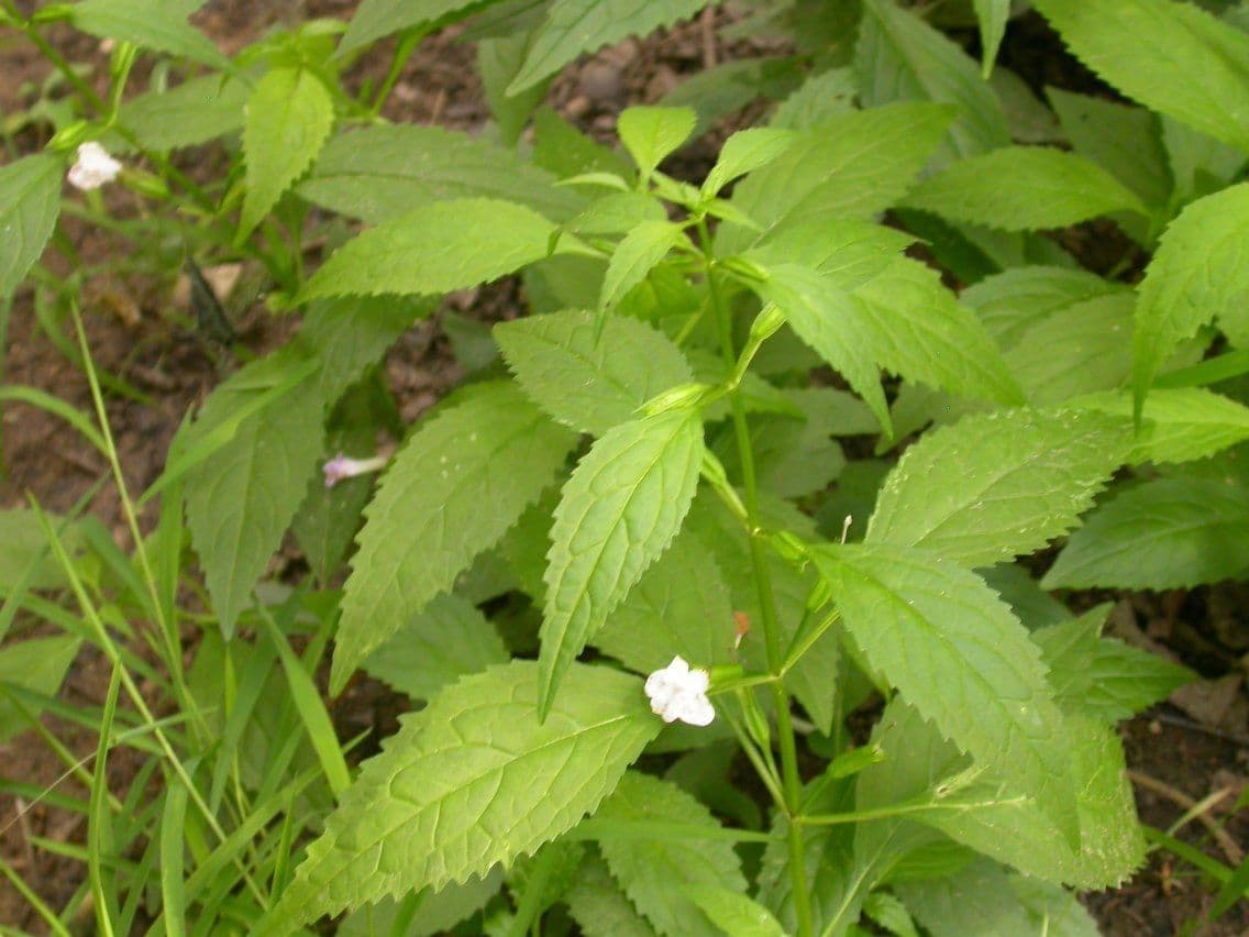 Sharp-wing monkey-flower 8
