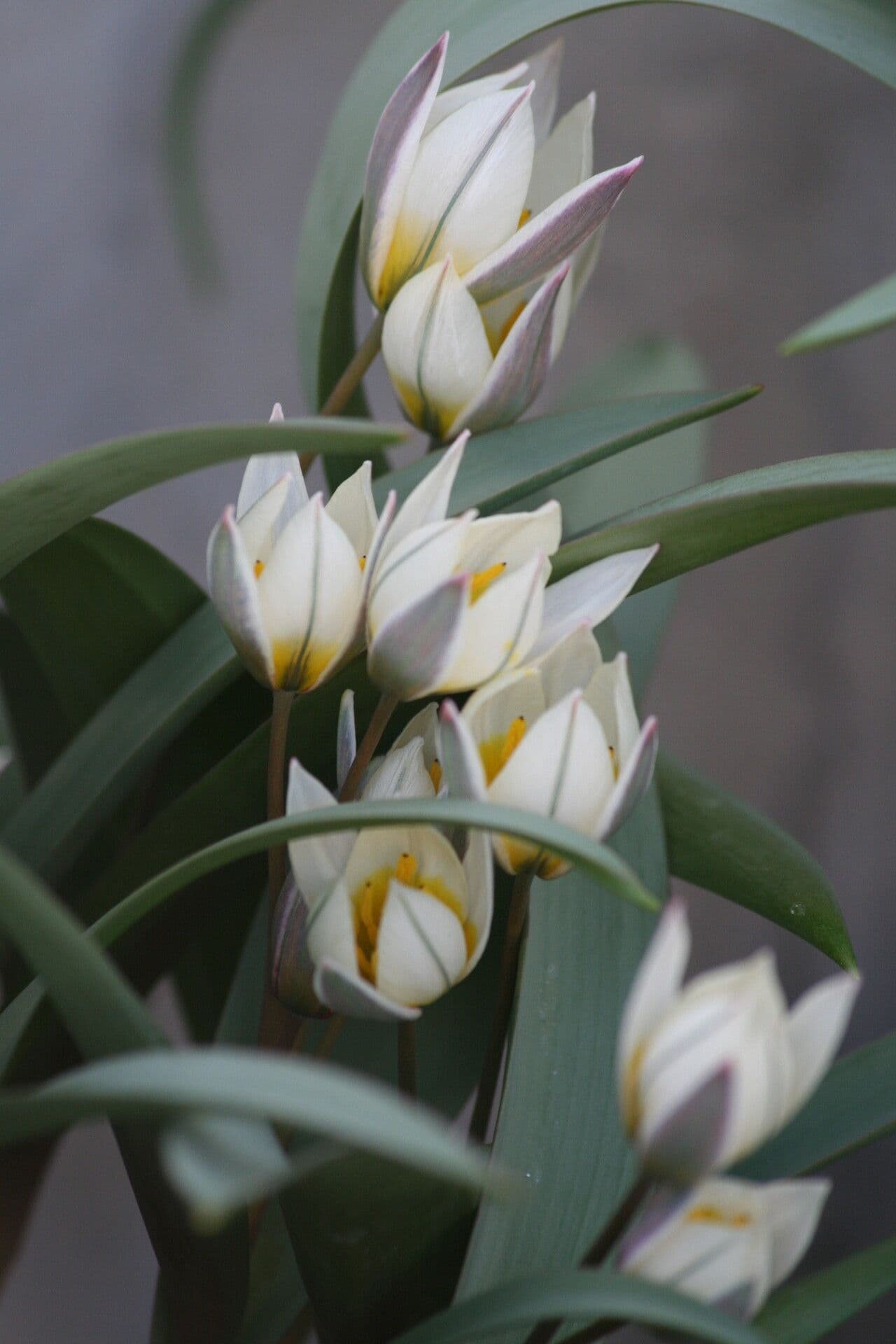 Tulipano