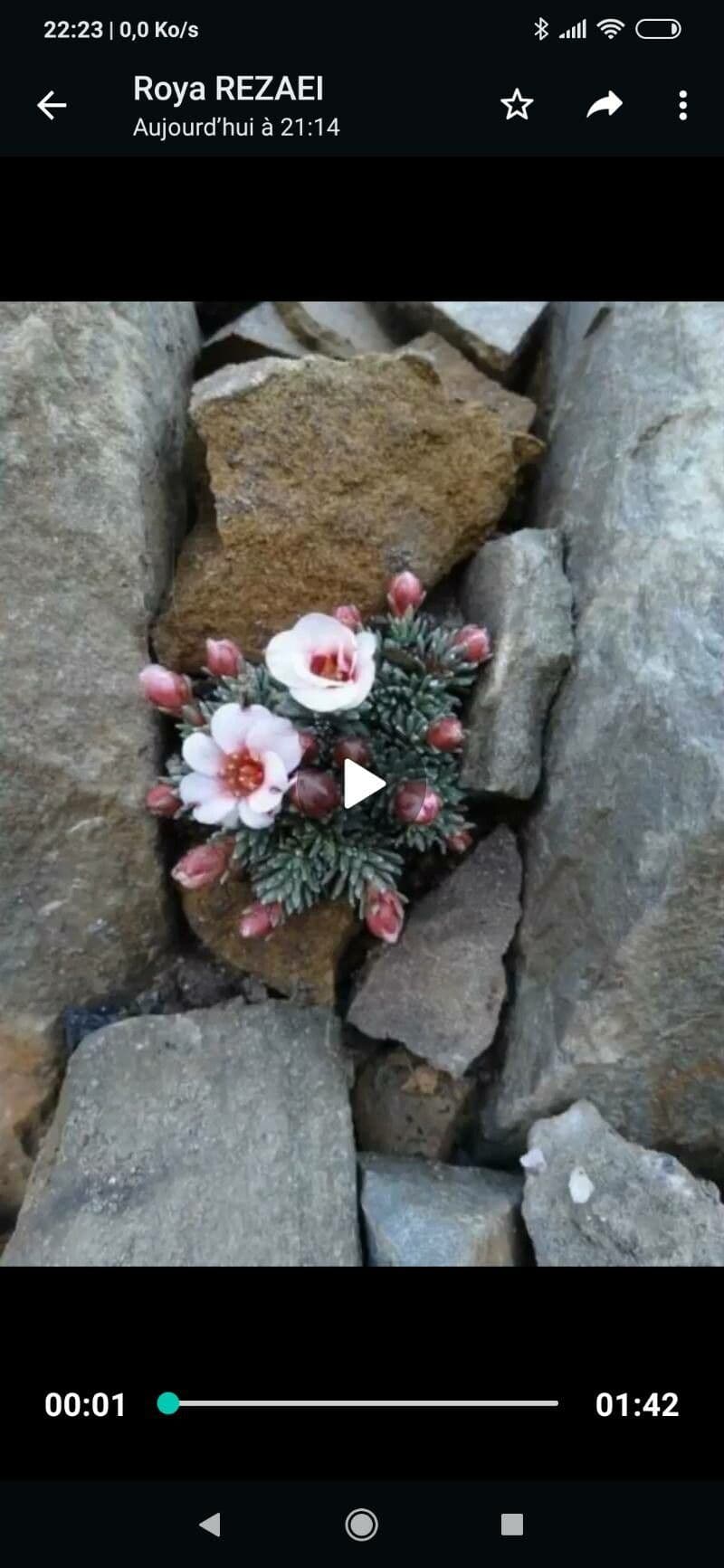 Sassifraga di Burser 4