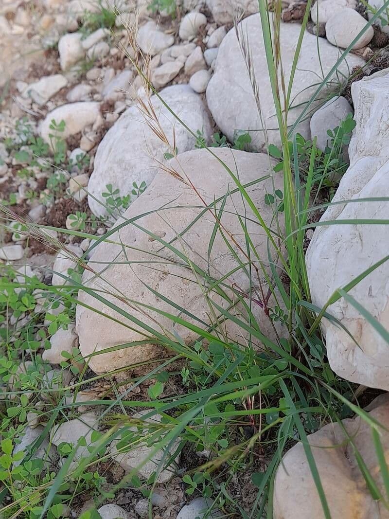 Aristida comune 27