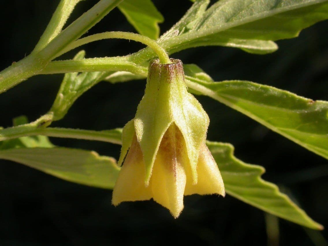Physalis pumila 3