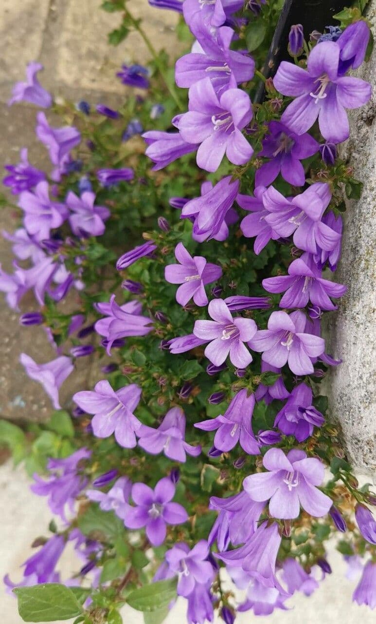 Campanilla adriática 19