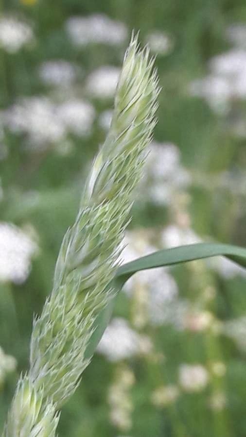 Nit grass