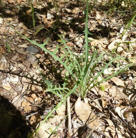 Agoseris retrorsa 15