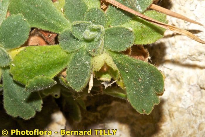 Primula 16
