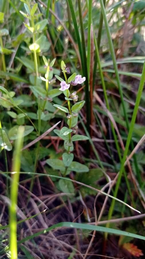 Scutellaria minore 6